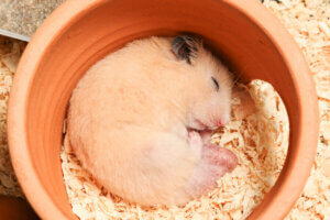 Hamsters can go into hibernation.