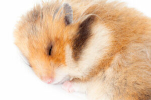 Do Hamsters Hibernate?