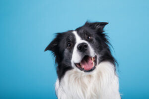 A happy dog on a blue background.