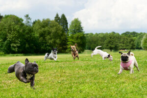 Keep an Eye on Your Dog in the Park