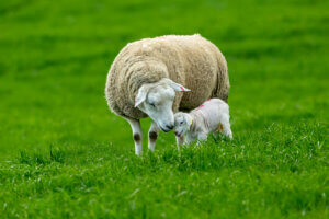 A happy sheep with a youngling.