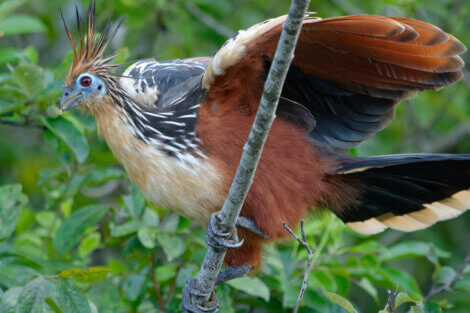 Hoatzin, exotic relative of the chicken.