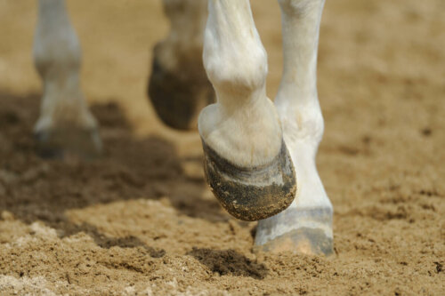 A horse's hoof hitting the ground.