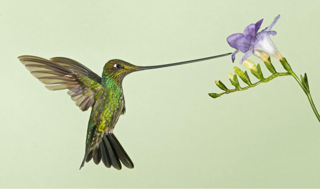 Sword-Billed Hummingbird: Disadvantages of Specialization