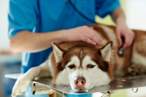 A husky at the vet.