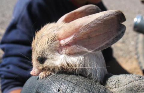 The long-eared jerboa.