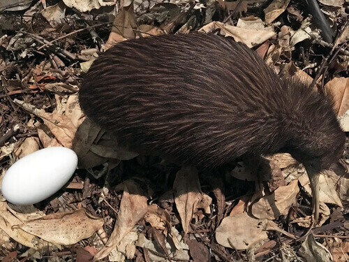 Kiwis lay some of the largest bird eggs.