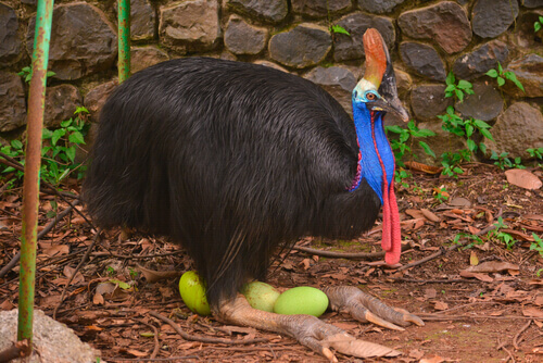 The northern cassowary.