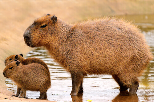 5 Largest Rodents of the Animal Kingdom
