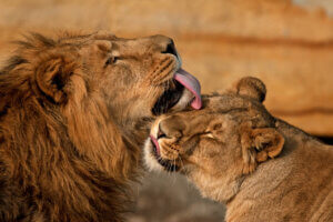 Lions lick one another to show affection.
