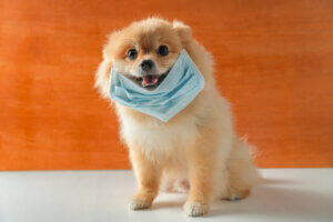 Does the Use of Masks Confuse Dogs?