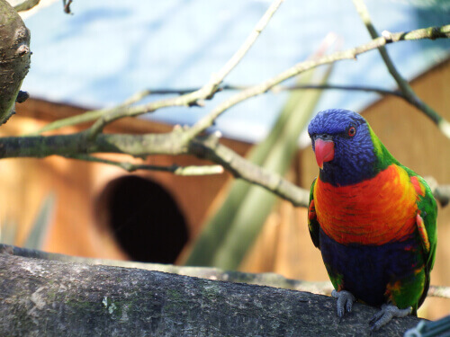 A rainbow lorikeet in captivity.