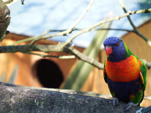 The Coconut Lorikeet: The Bird that Looks Like a Toy