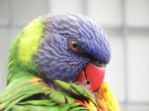 A colorful bird.