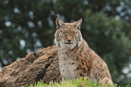 An old lynx from the Iberian Peninsual is resting.