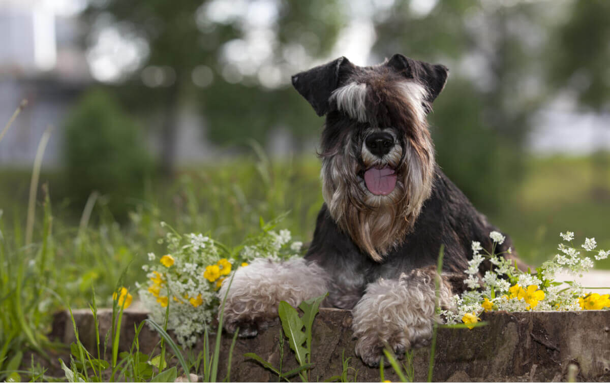 A posing Miniature Schnauzer, a dog that is likely to run away.
