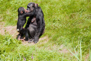 A kiss between a chimpanzee and its young.