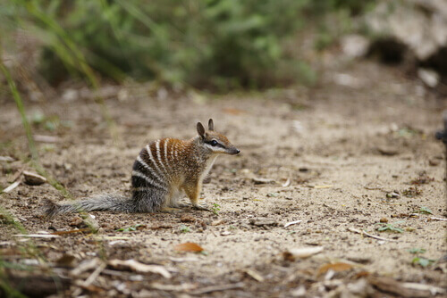 Numbat stalking its prey.
