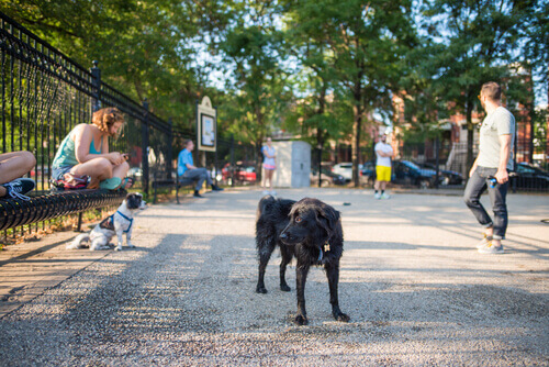 When you take your dog to the park, you must check if the park is clean and safe.