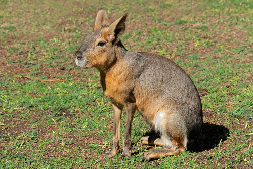 The Patagonian mara lives in South America.