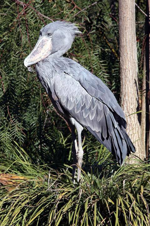The shoebill pelican.