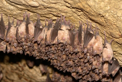 Bats sleeping in a cave.