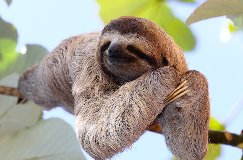 A sloth on a branch.