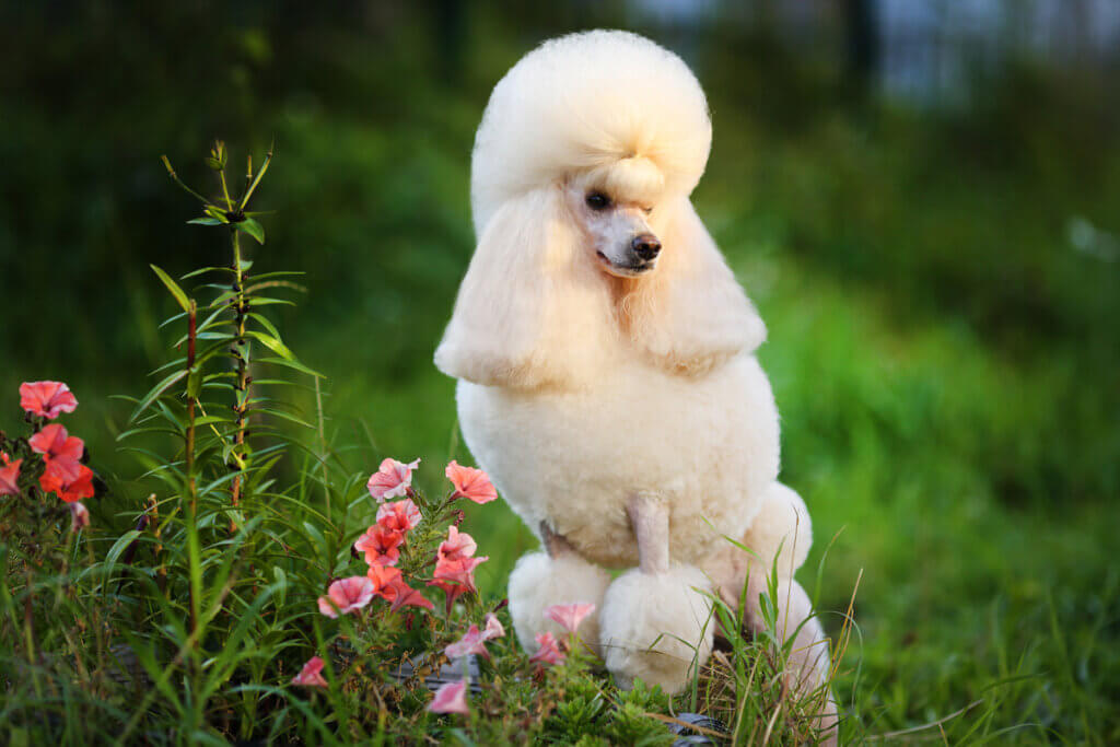 Four Types of Poodles and Their Characteristics