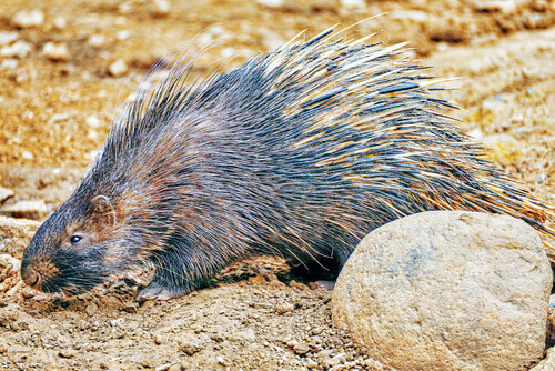 The porcupine is one of the largest rodents.