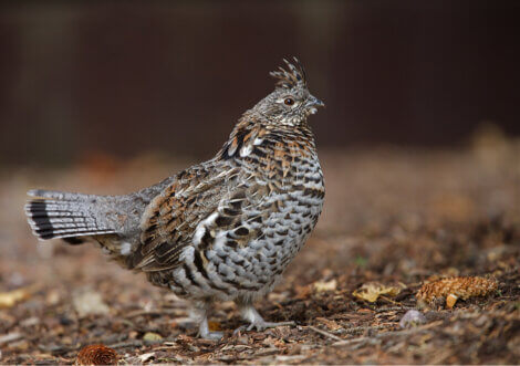 Ruffed grouse, exotic relative of the chicken.