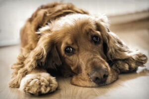 A dog with a sad look on the floor.