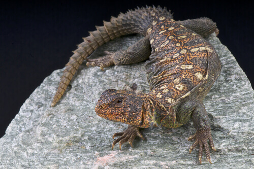The Moroccan fauna has many reptiles like the Saharan spiny-tailed lizard.