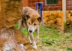 A singing dog sniffing around.