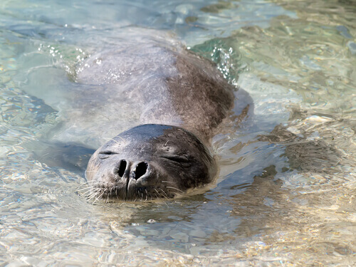 Monk seal swimming.