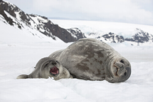 A seal with its pup on snow.