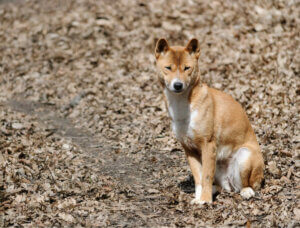 A singing dog observing his surroundings.