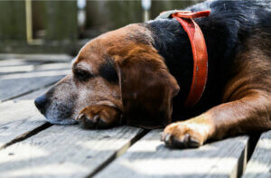 An old beagle on the porch.
