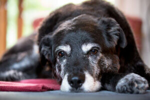 Was sind die häufigsten Erkrankungen bei älteren Hunden?