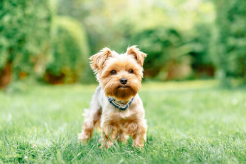 Four Common Health Problems in Small Dog Breeds