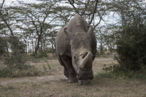 Detta är Sudan, den sista hanen av vit nordlig noshörning.