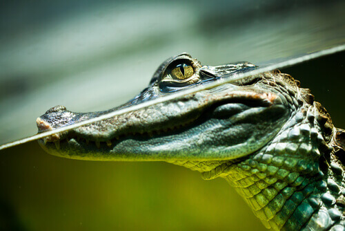 The caiman is another of the most famous reptiles living in the Amazon.