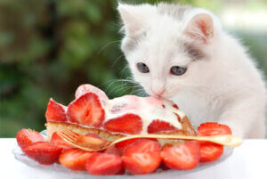4 Homemade Dessert Recipes for Cats