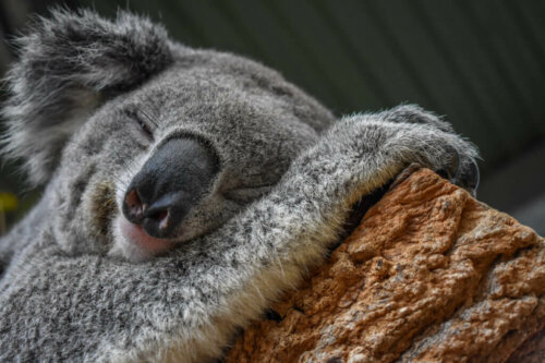The Koala is a Master at Adapting to the Environment