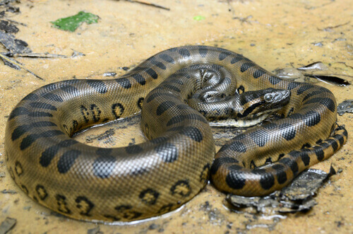 The anaconda, the largest living ophidian, is an excellent swimmer.