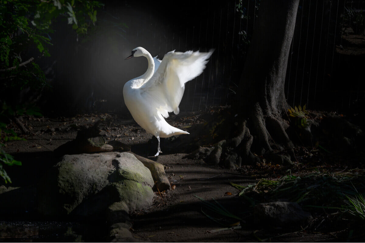 Trumpeter swan spreads its wings.