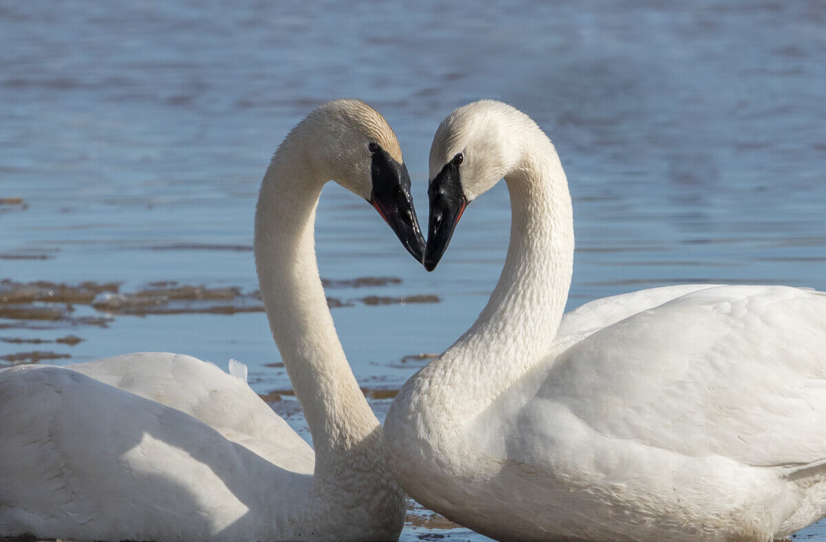 characteristics-of-the-trumpeter-swan-my-animals-birds