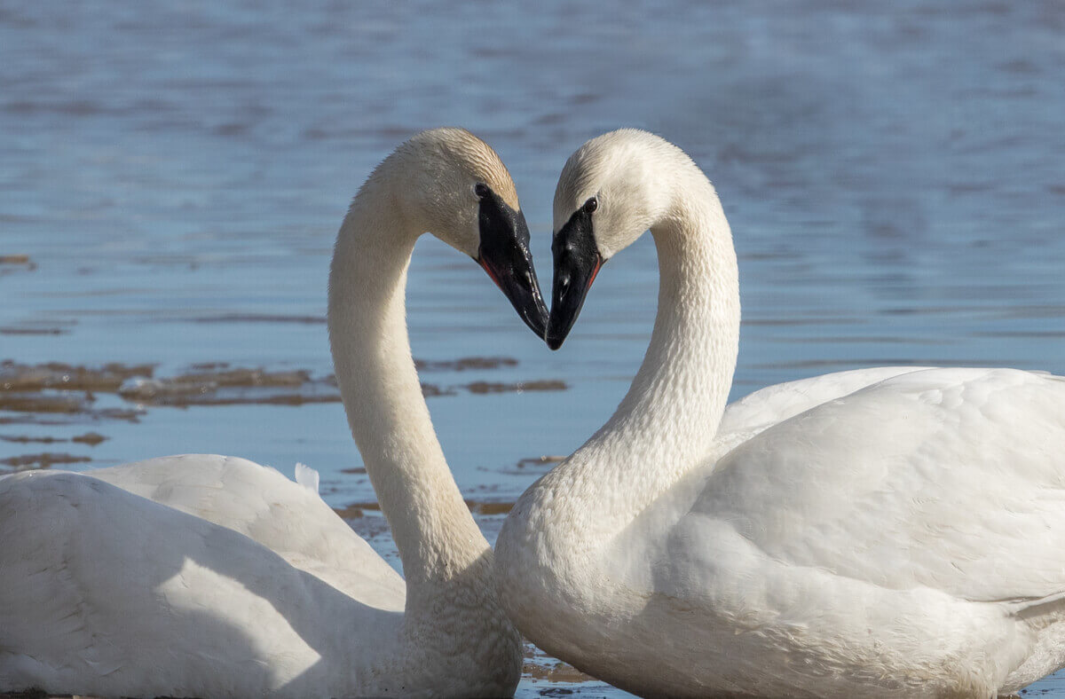 Two trumpeter swans form a heart with their heads and necks.