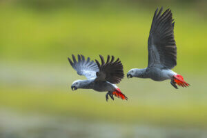 A pair of gray parrots flying.