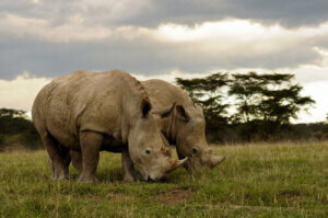 There is a plan B in order to save the northern white rhinoceros.