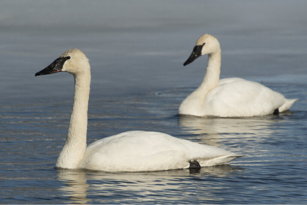Characteristics of the Trumpeter Swan